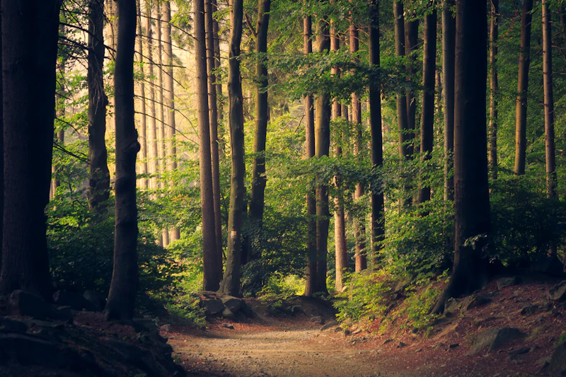 Forêt mystérieuse avec rayons de soleil